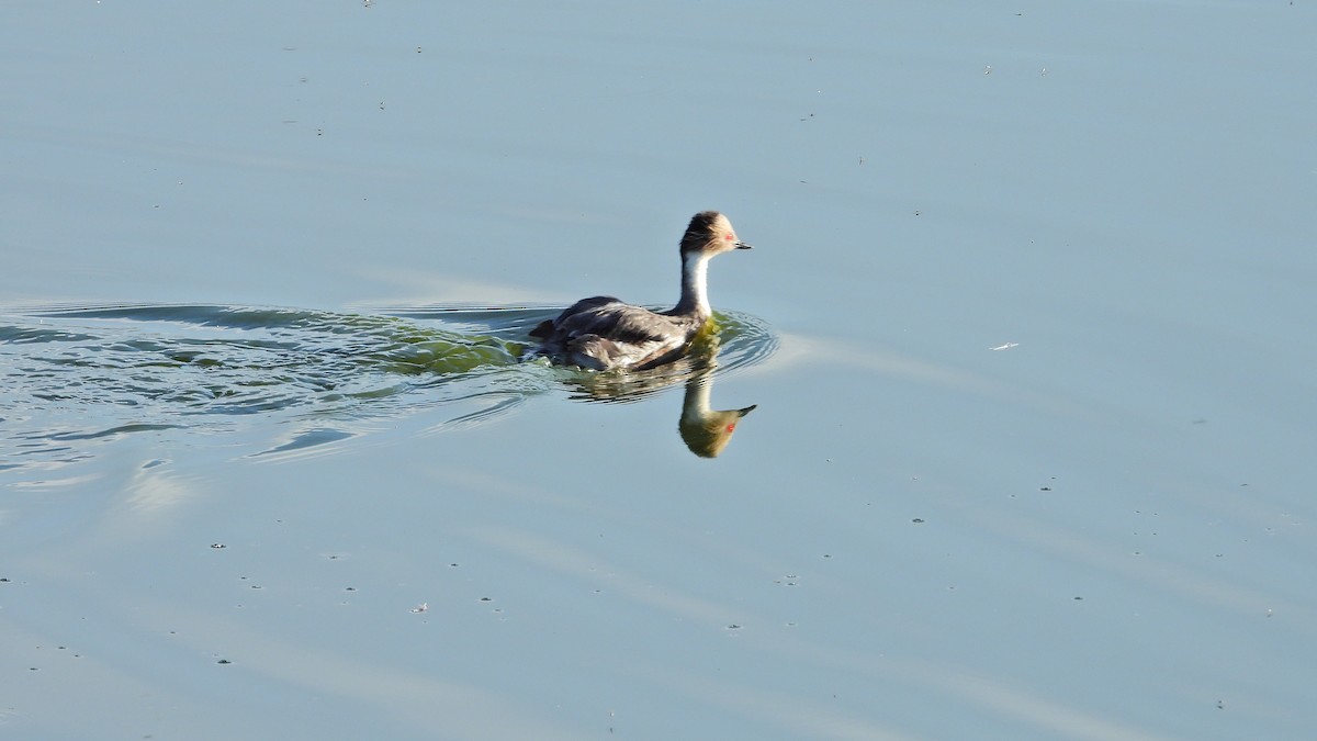 Silvery Grebe - Hugo Valderrey