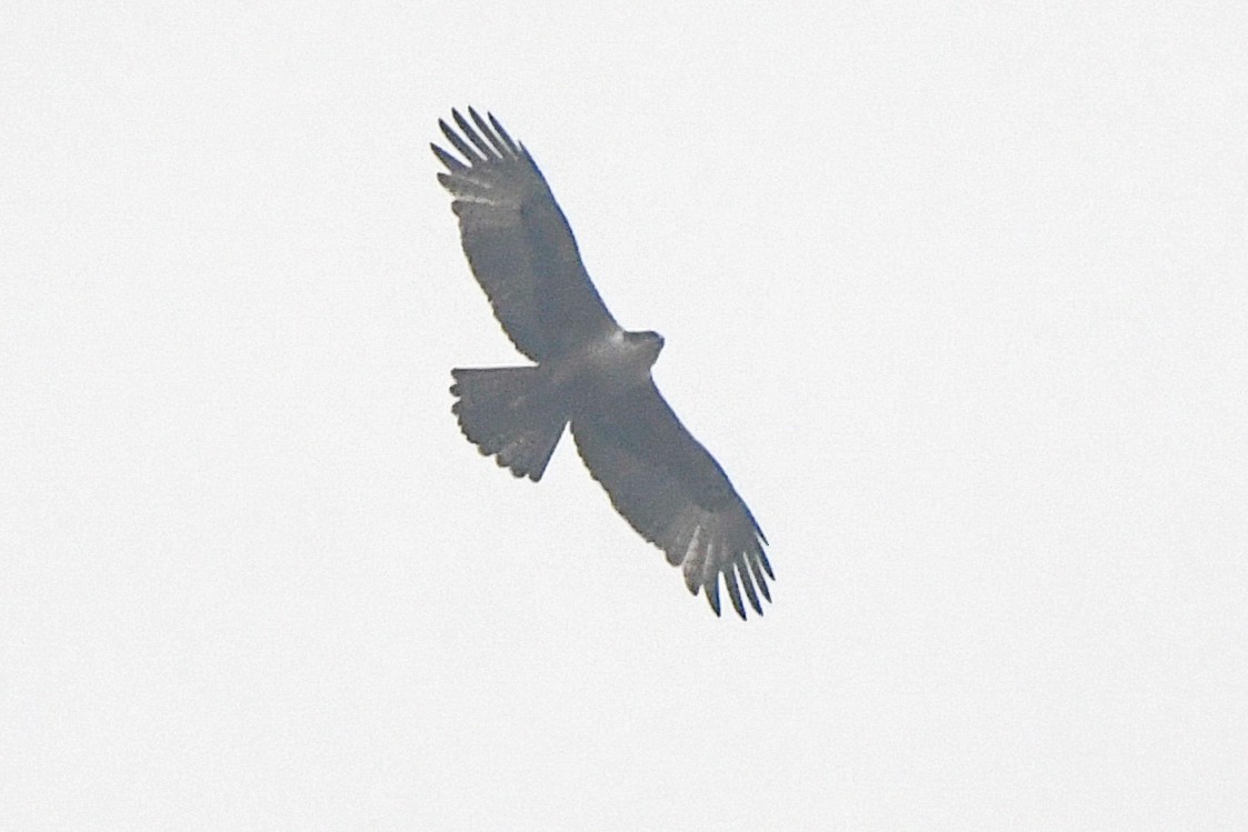 Rufous-bellied Eagle - Siddhanta Kumar Mohanta