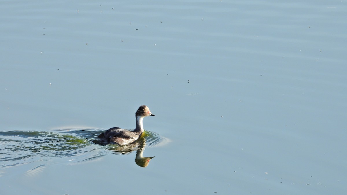 Silvery Grebe - ML615456387