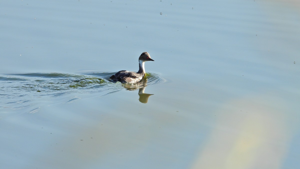 Silvery Grebe - ML615456388