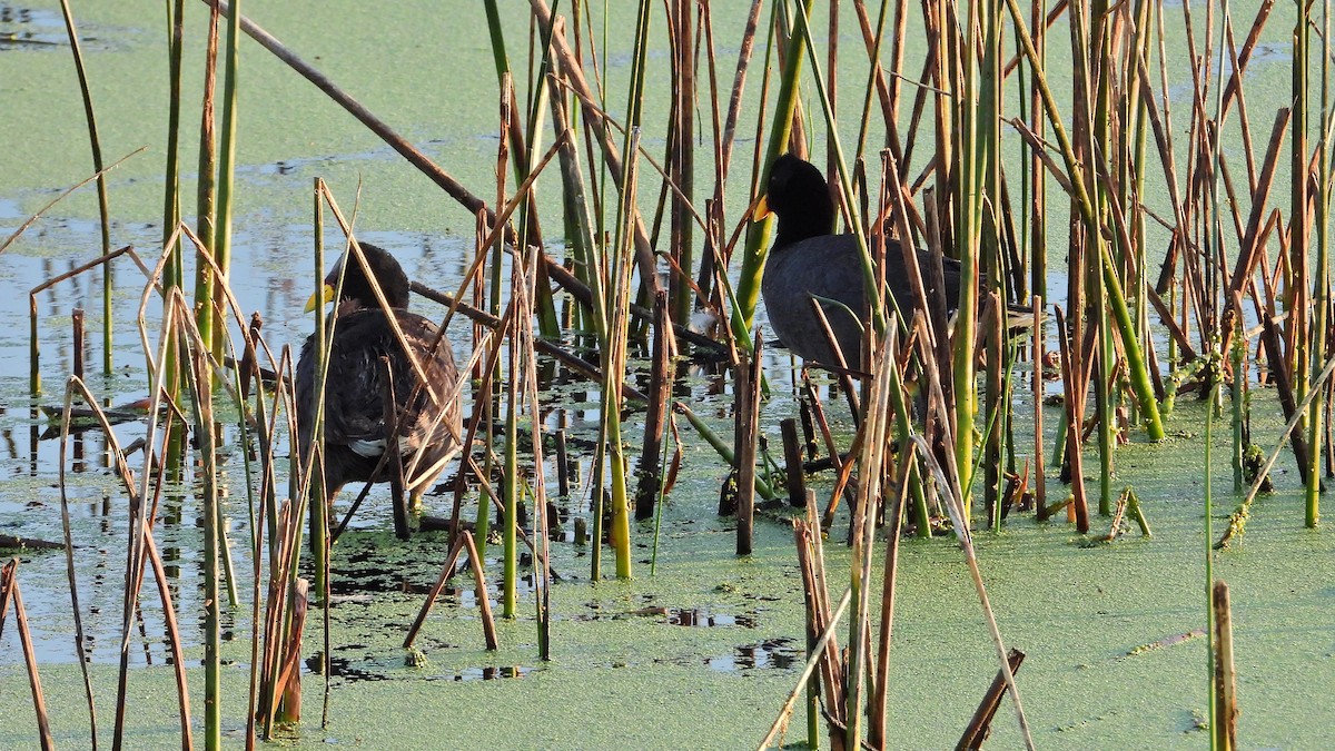 Fulica sp. - ML615456393