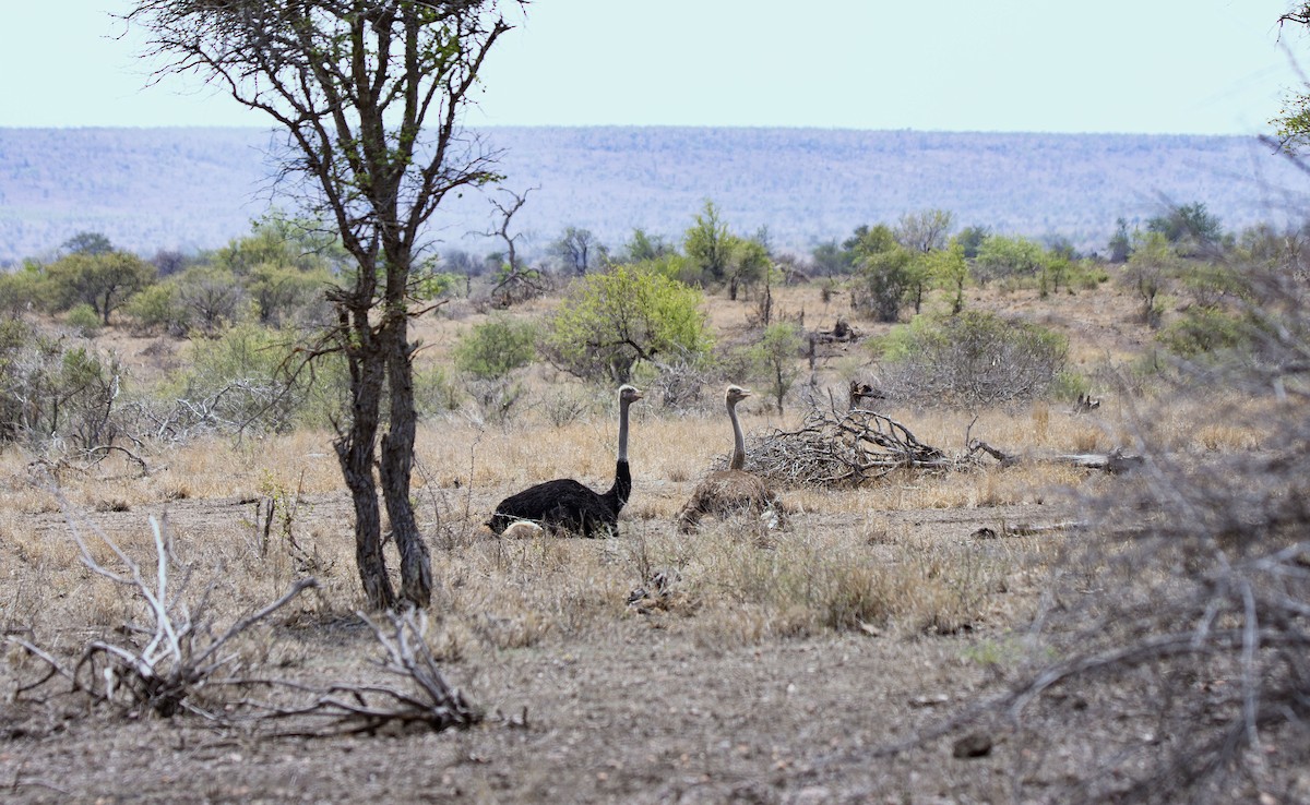 Common Ostrich - ML615456408