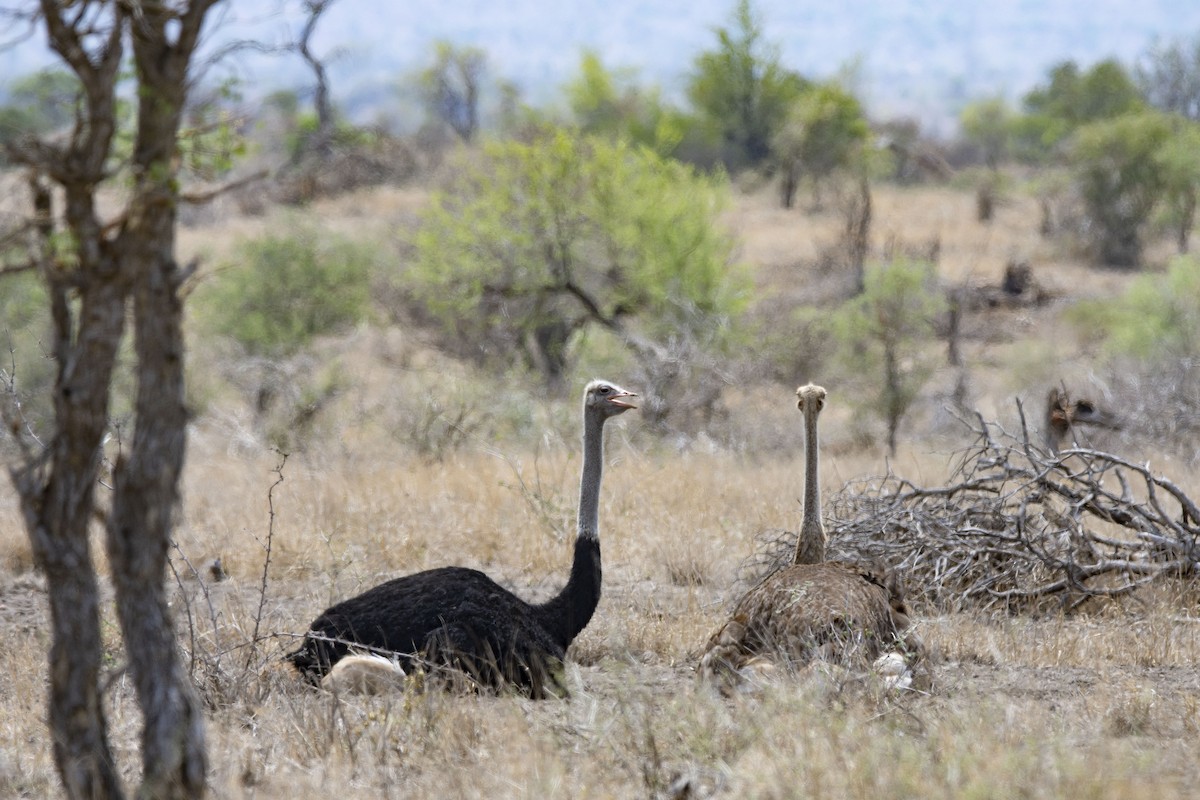 Common Ostrich - ML615456409