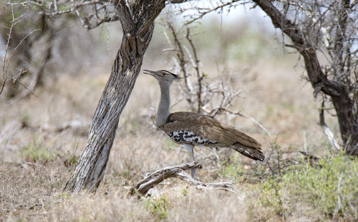 Kori Bustard - ML615456411