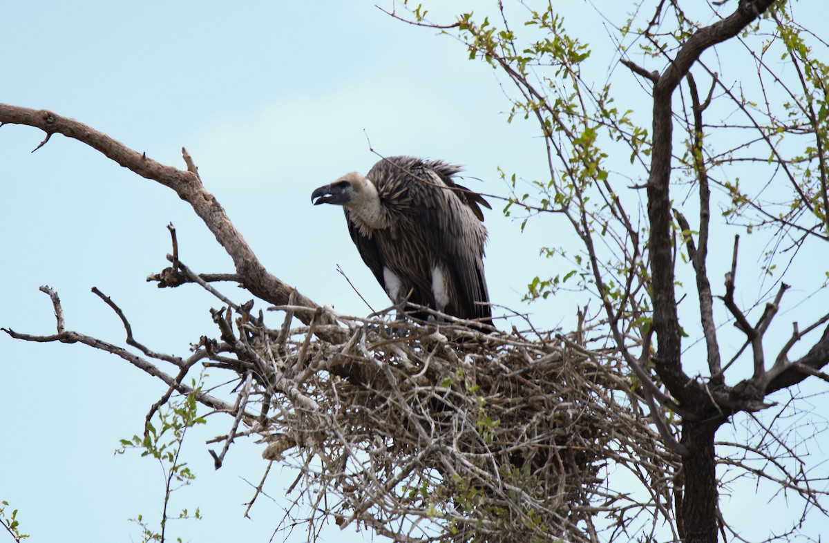 White-backed Vulture - ML615456416