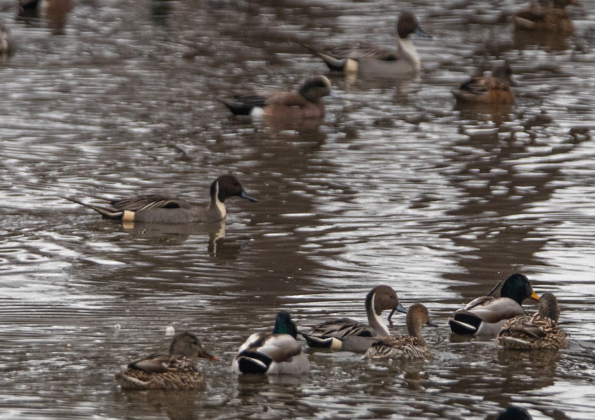 Northern Pintail - ML615456429