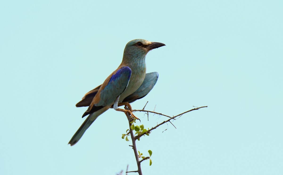 European Roller - ML615456430