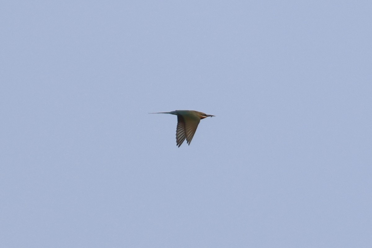 Blue-tailed Bee-eater - ML615456440