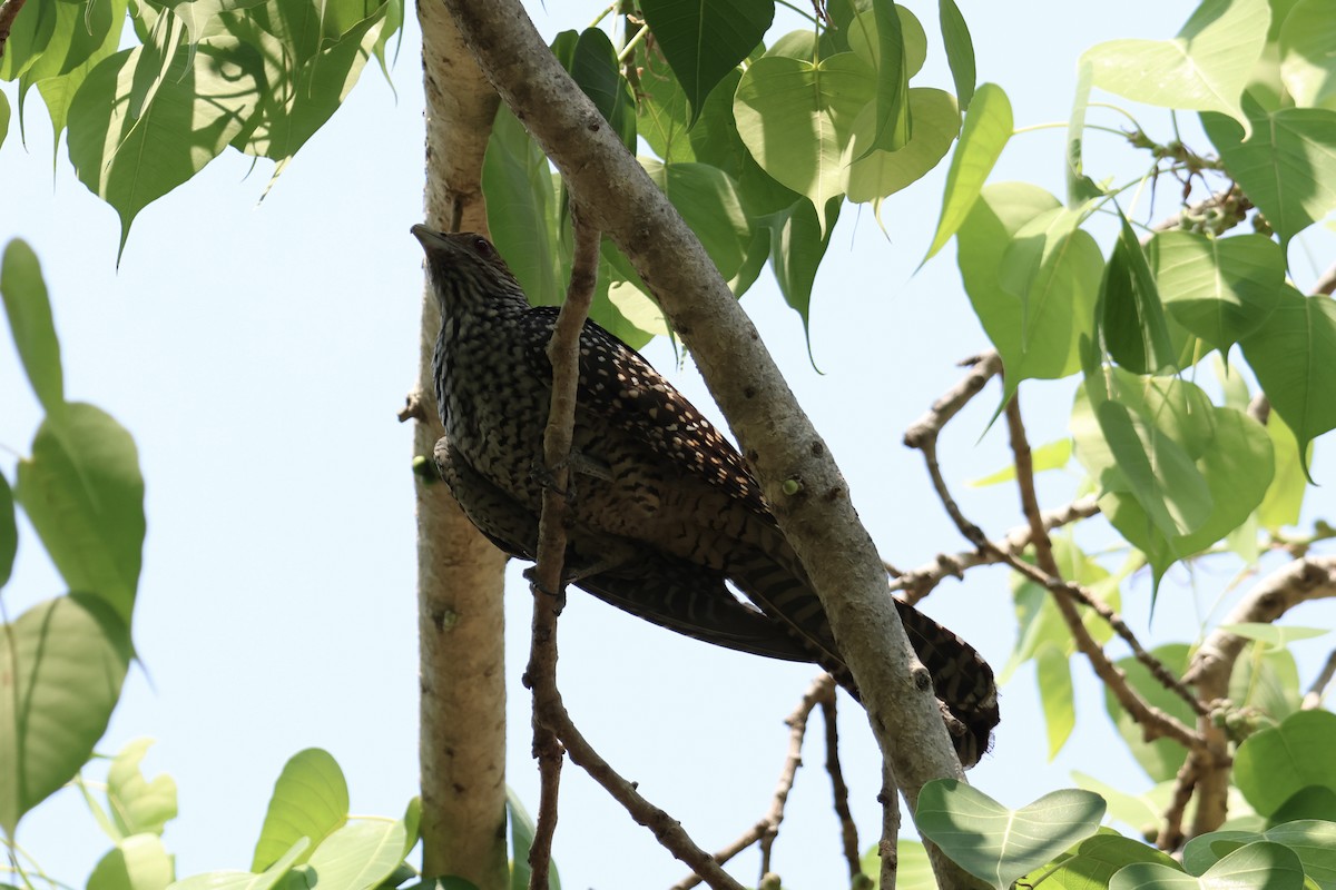 Asian Koel - ML615456512