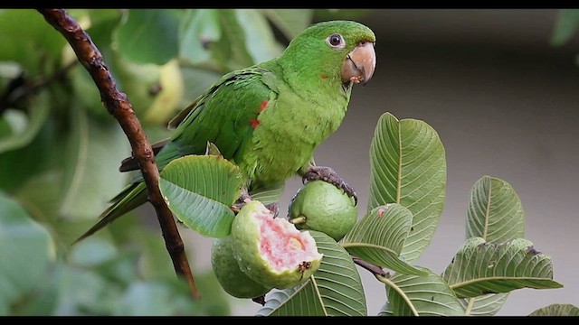 メジロメキシコインコ - ML615456513