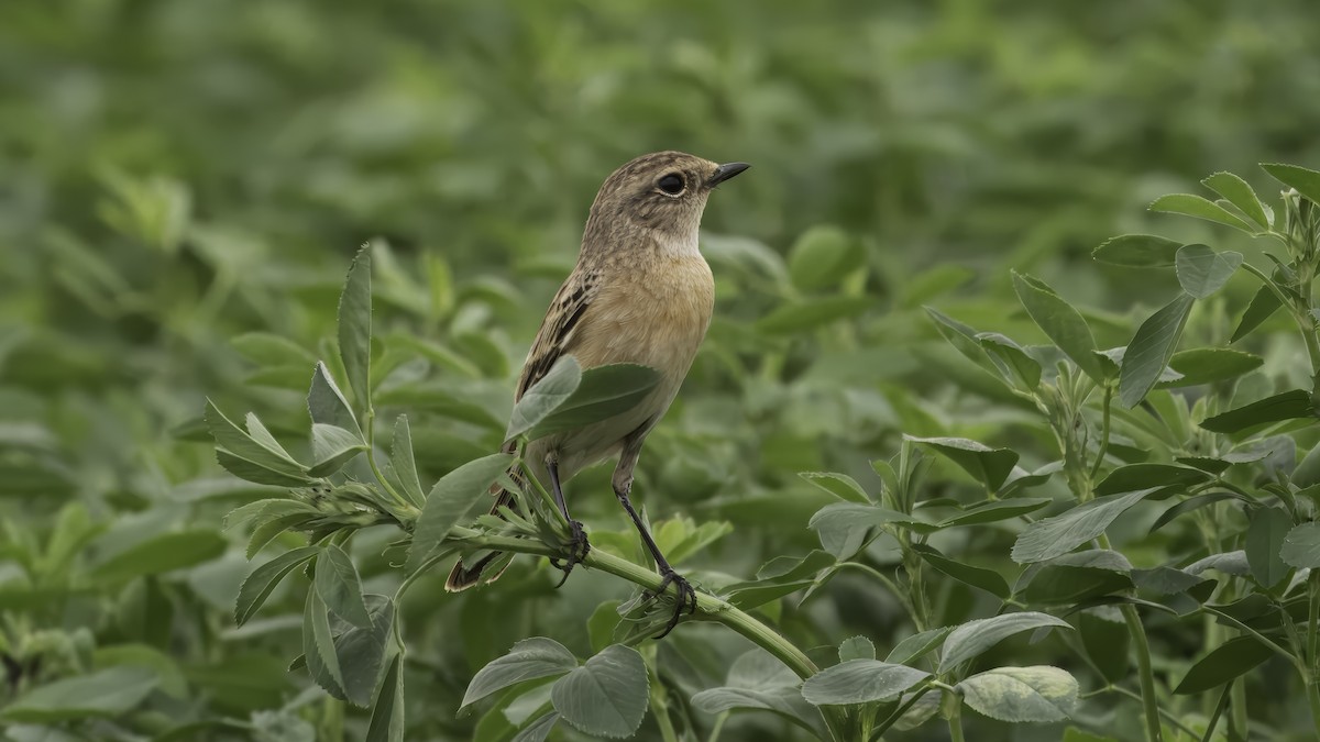 Siberian Stonechat (Caspian) - ML615456591