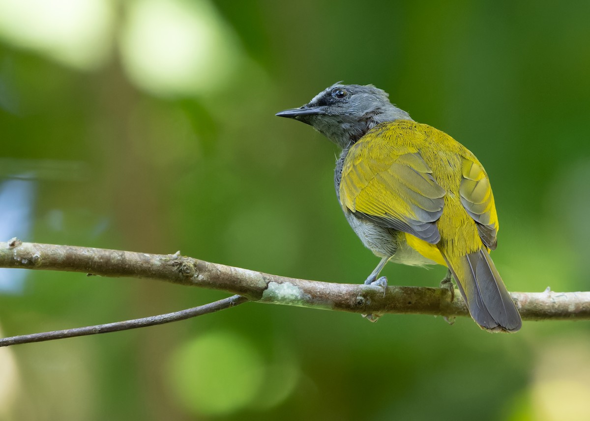 Gray-bellied Bulbul - ML615456619