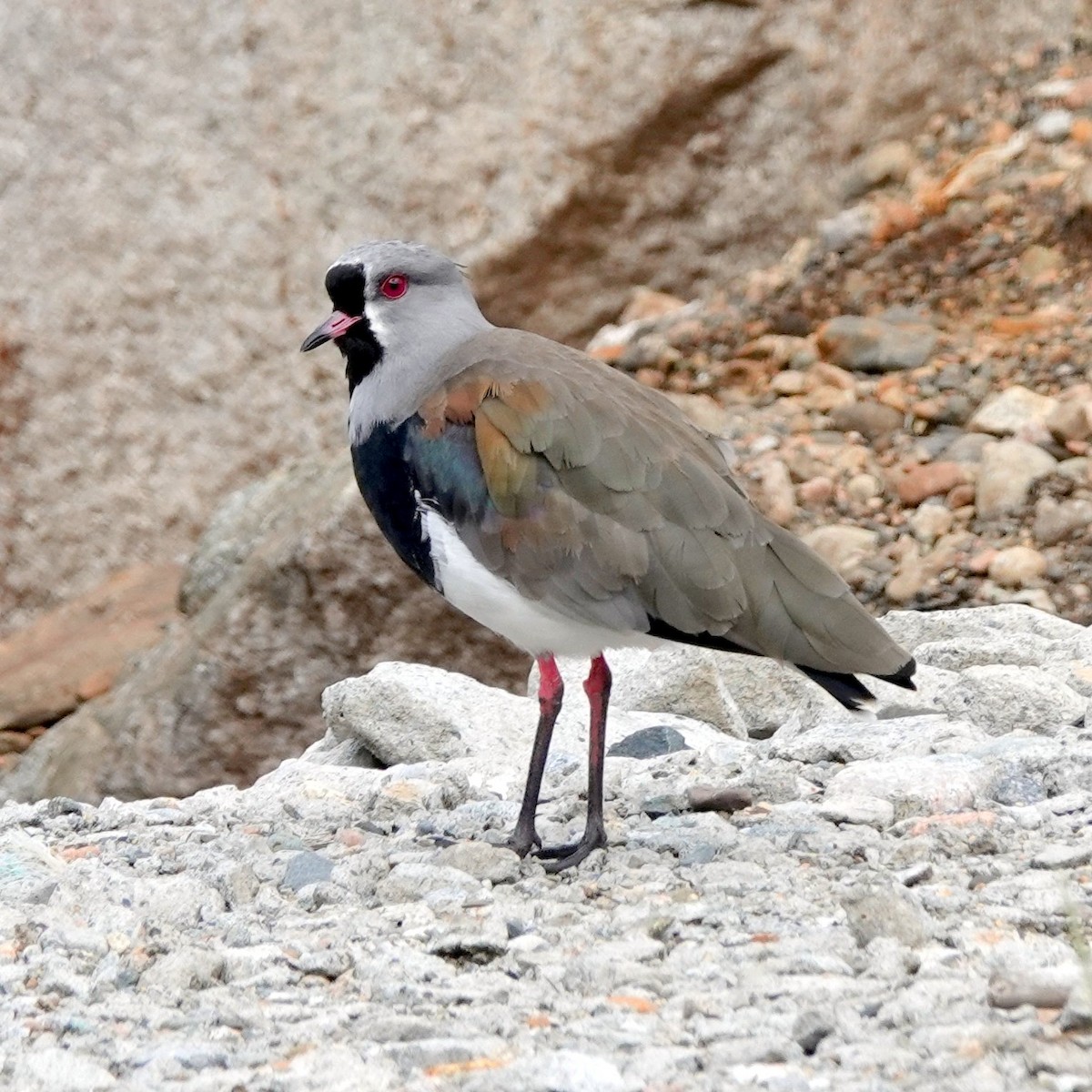 Southern Lapwing - Steve Keith