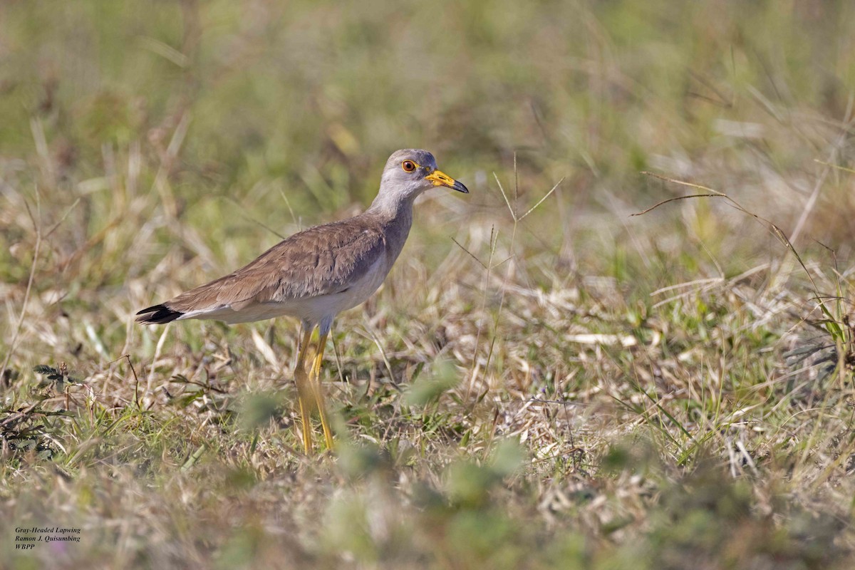 Gray-headed Lapwing - ML615456711