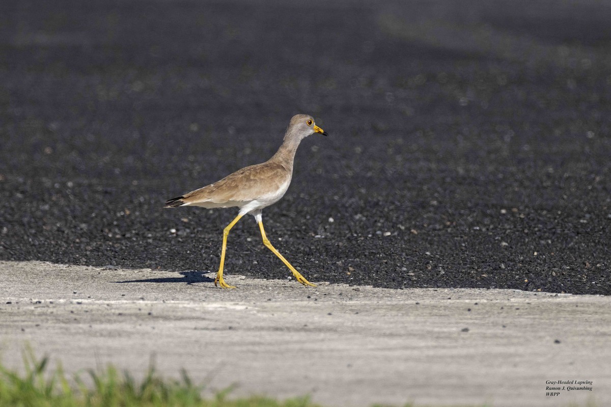 Gray-headed Lapwing - ML615456713
