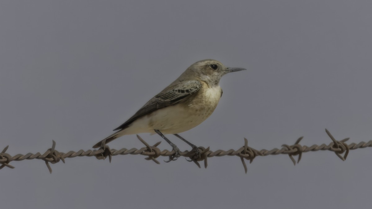 Hooded Wheatear - ML615456744