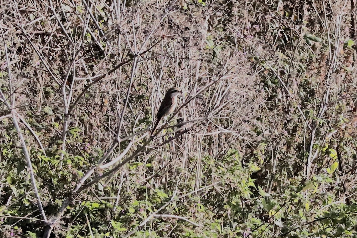 Brown Shrike - ML615456760