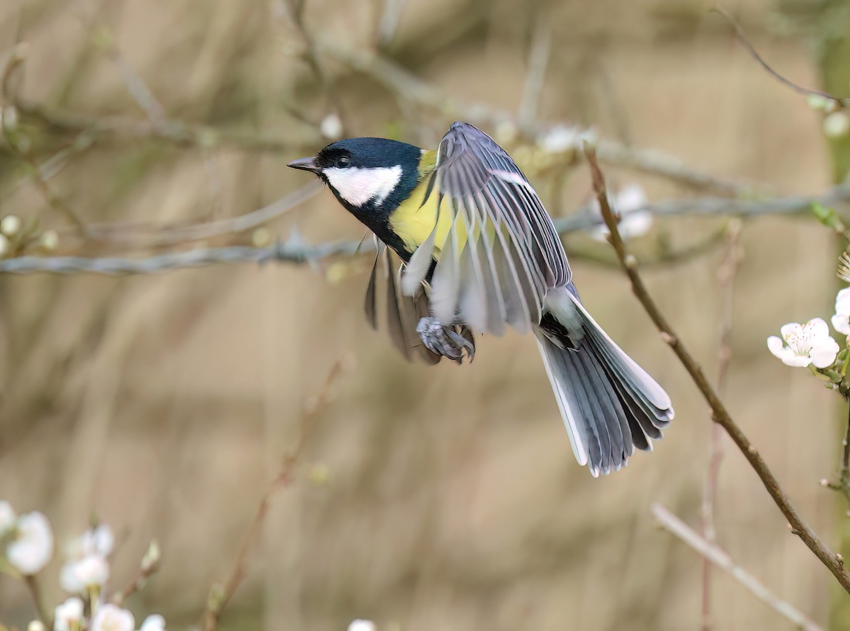 Great Tit - Albert Noorlander