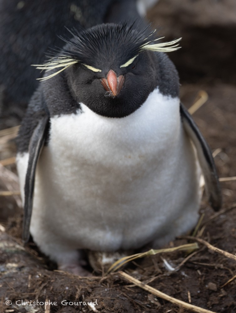Southern Rockhopper Penguin (Western) - ML615456824