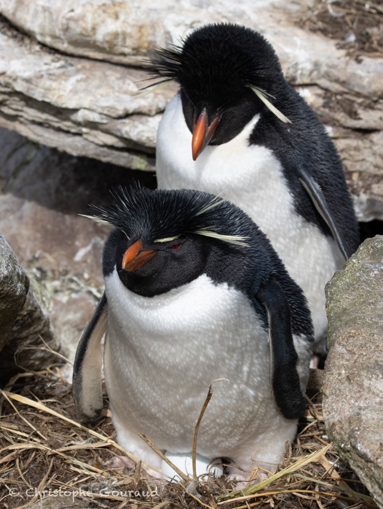 Southern Rockhopper Penguin (Western) - ML615456825