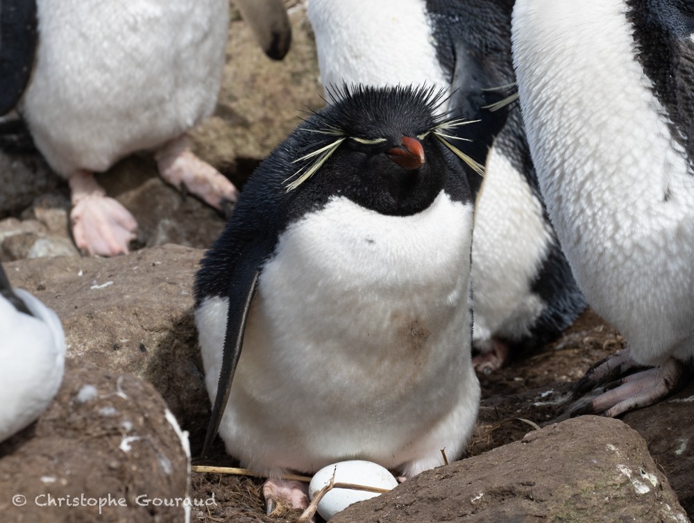 Southern Rockhopper Penguin (Western) - ML615456826