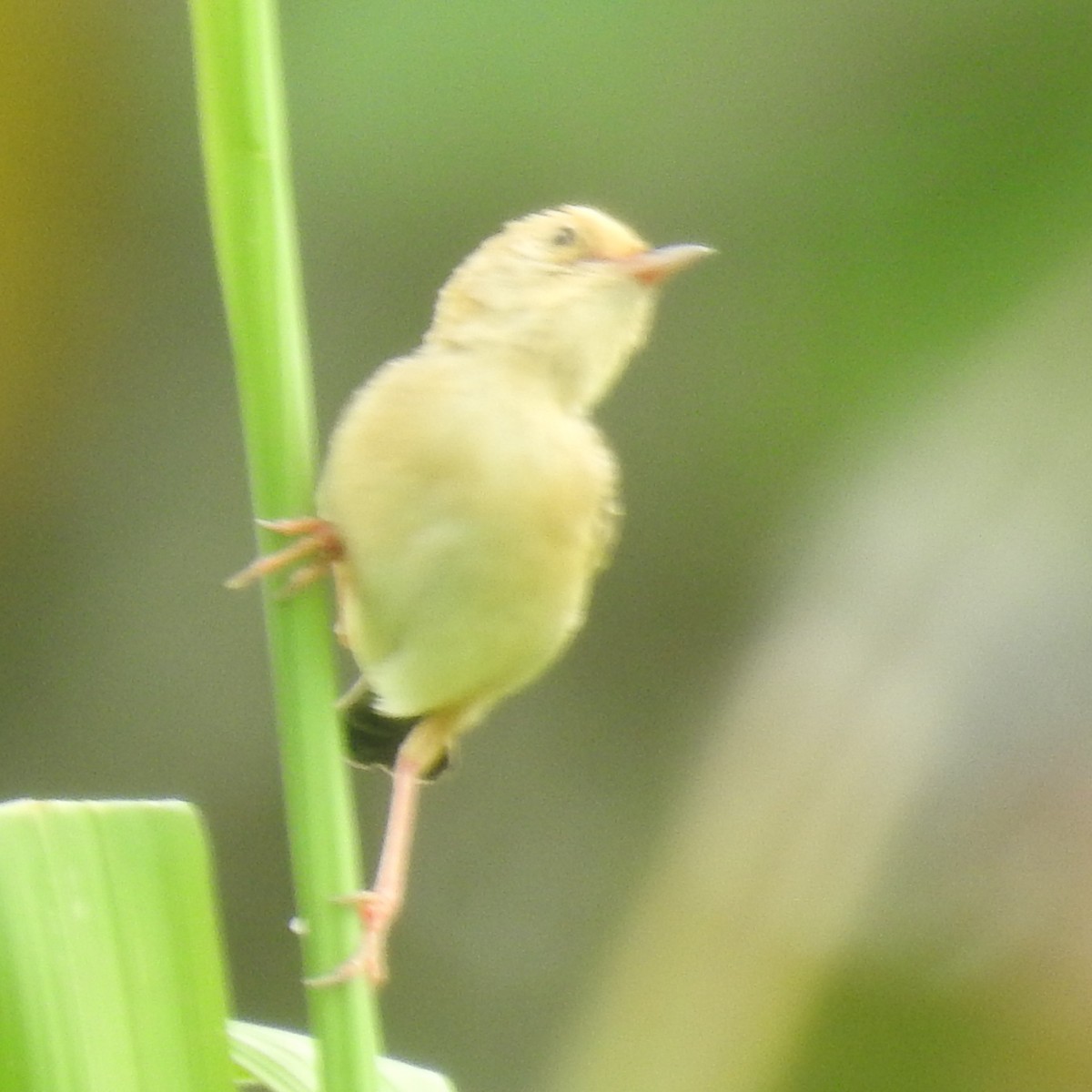 Golden-headed Cisticola - ML615456963