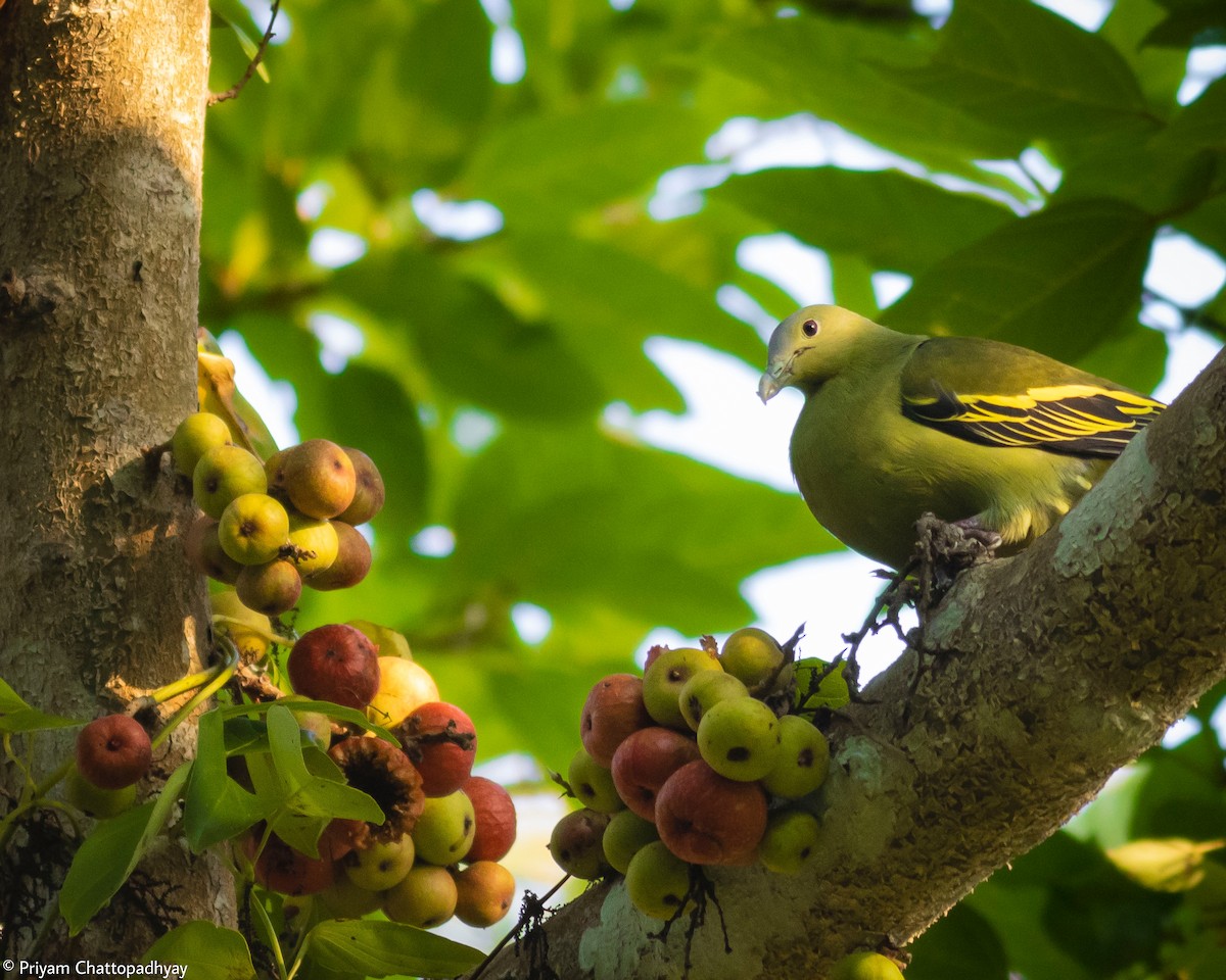 Andaman Green-Pigeon - Priyam Chattopadhyay