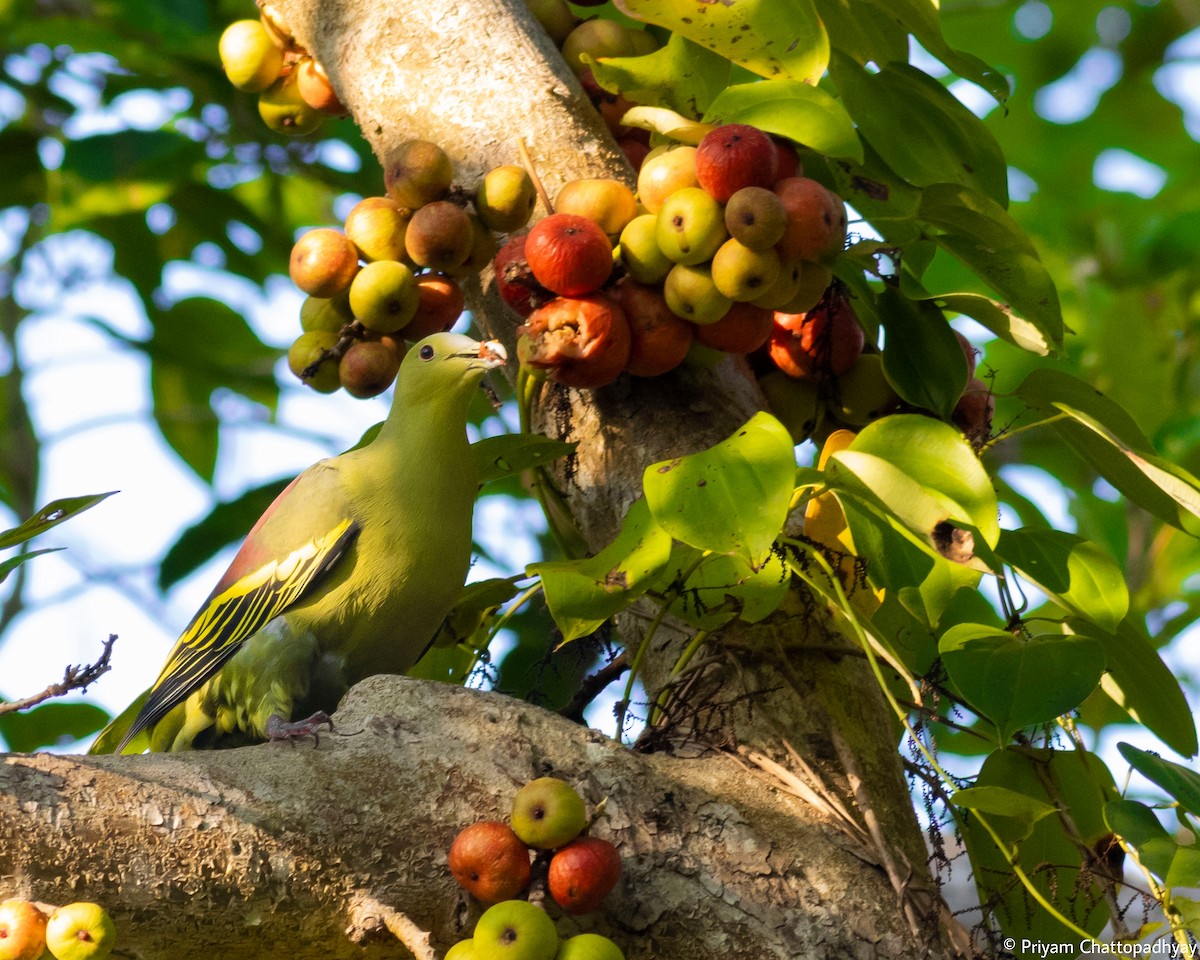 Andaman Green-Pigeon - Priyam Chattopadhyay
