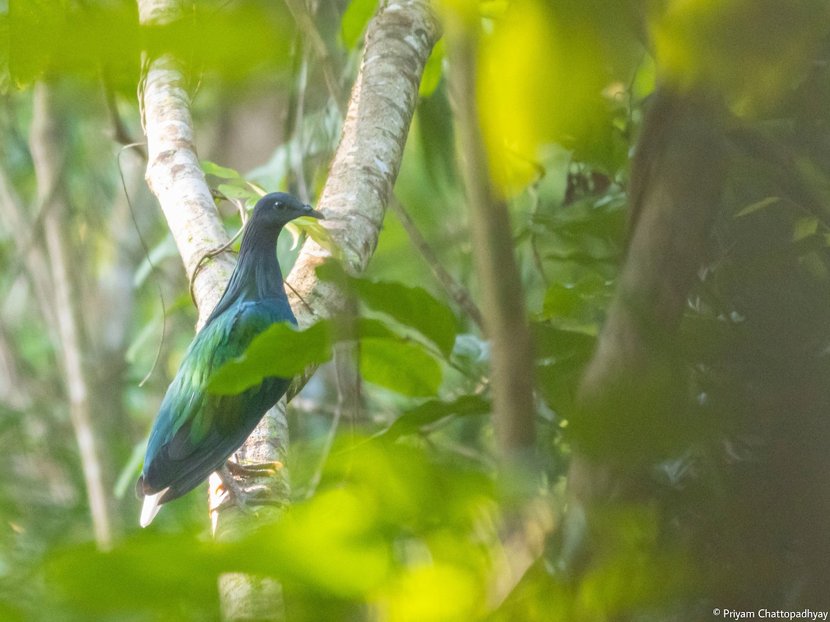 Nicobar Pigeon - ML615457044