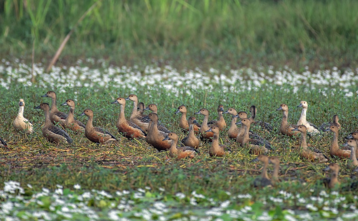 Lesser Whistling-Duck - Souvick Mukherjee