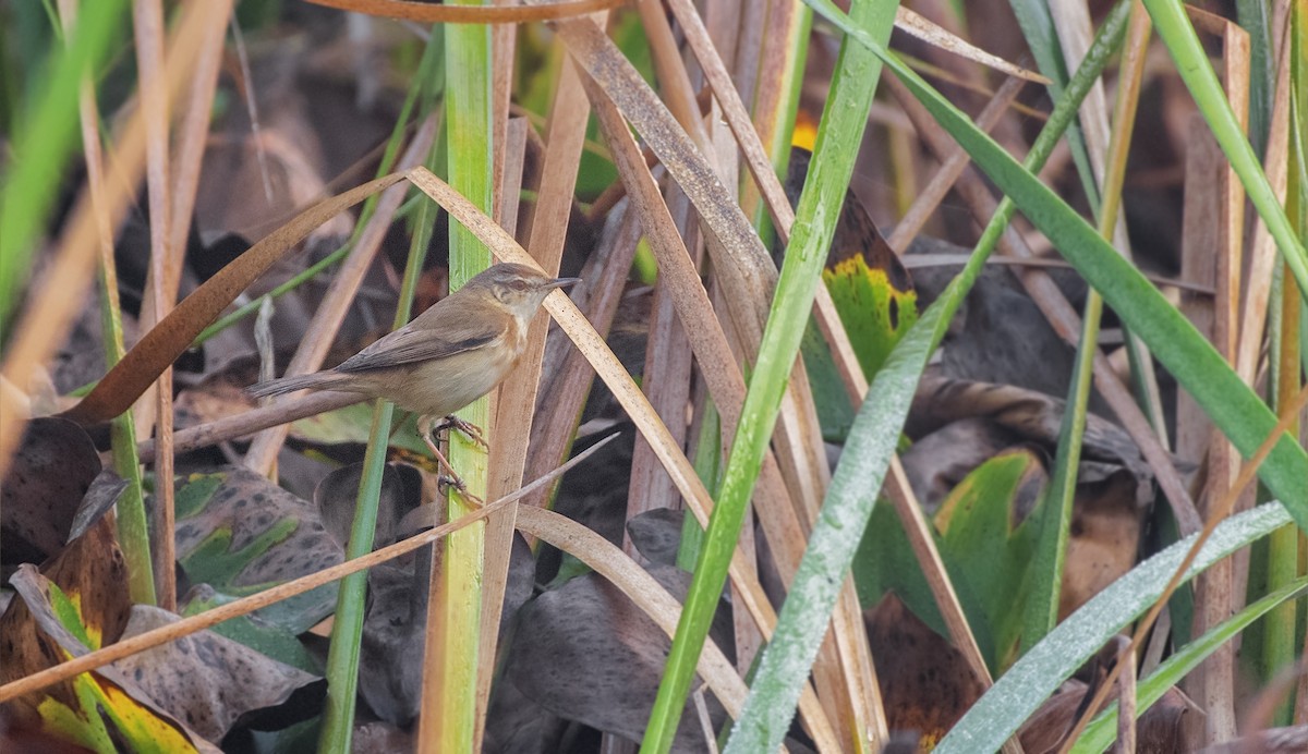 Paddyfield Warbler - Souvick Mukherjee