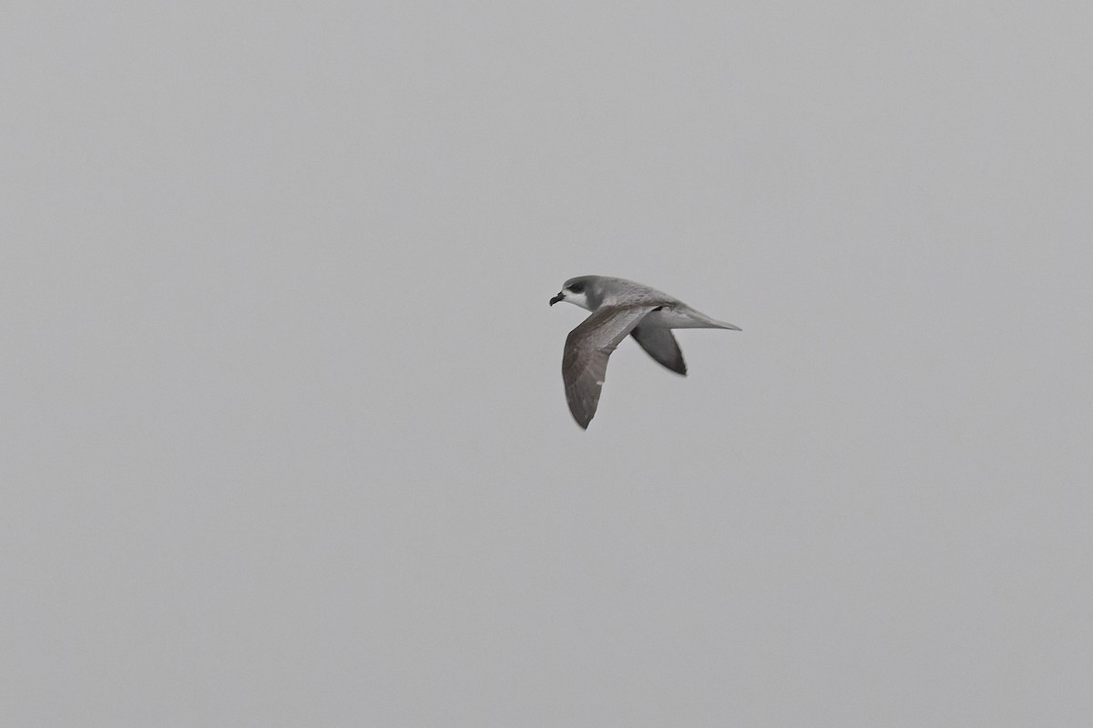 Chatham Petrel - ML615457183