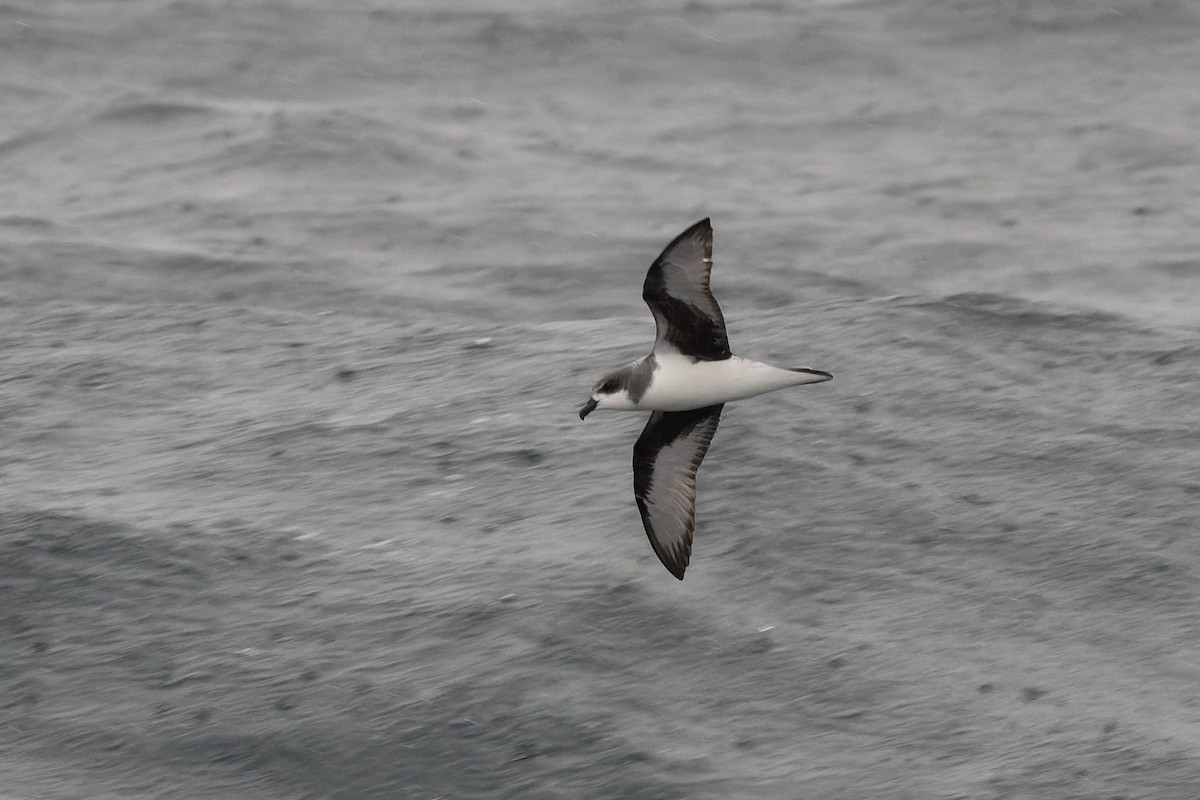 Chatham Petrel - ML615457185