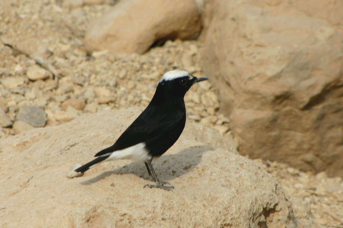 White-crowned Wheatear - Carsten Sekula