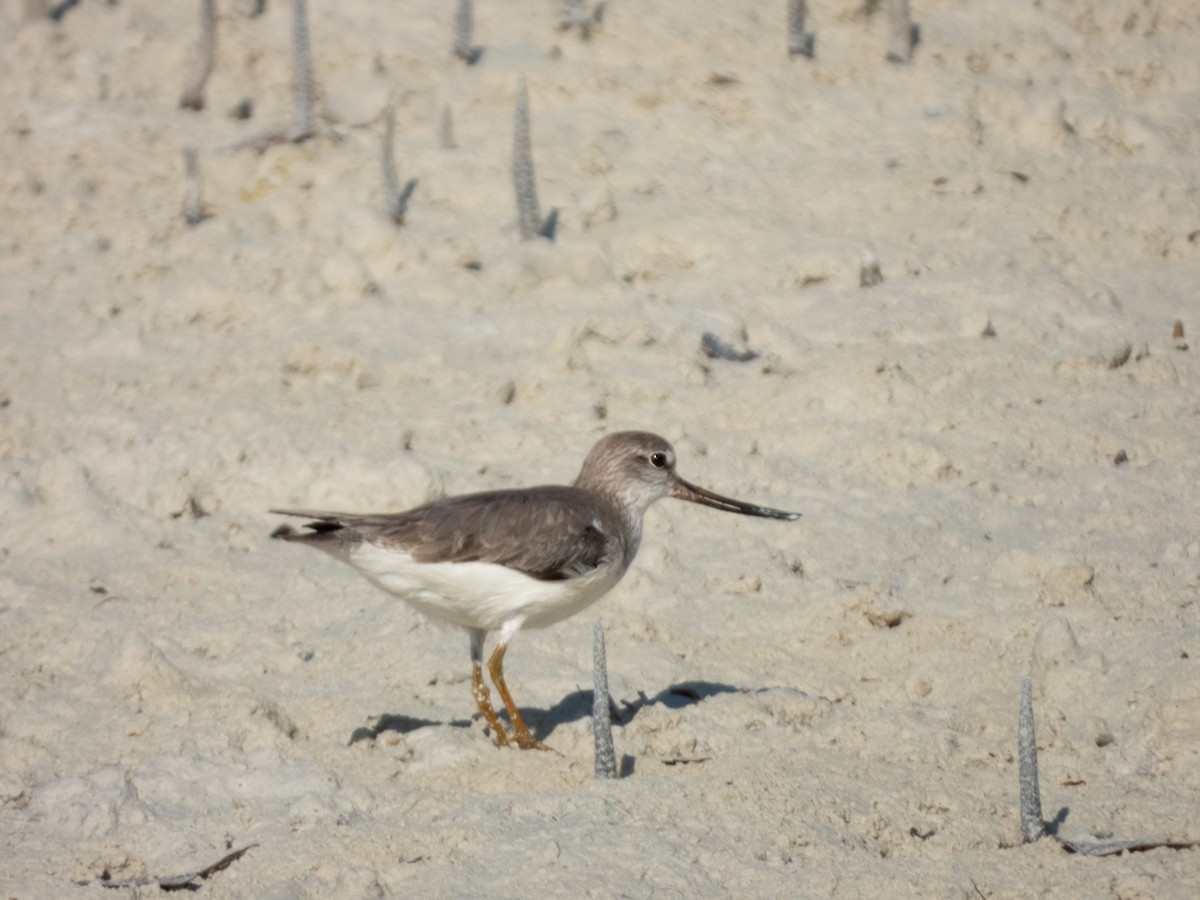 Terek Sandpiper - ML615457262