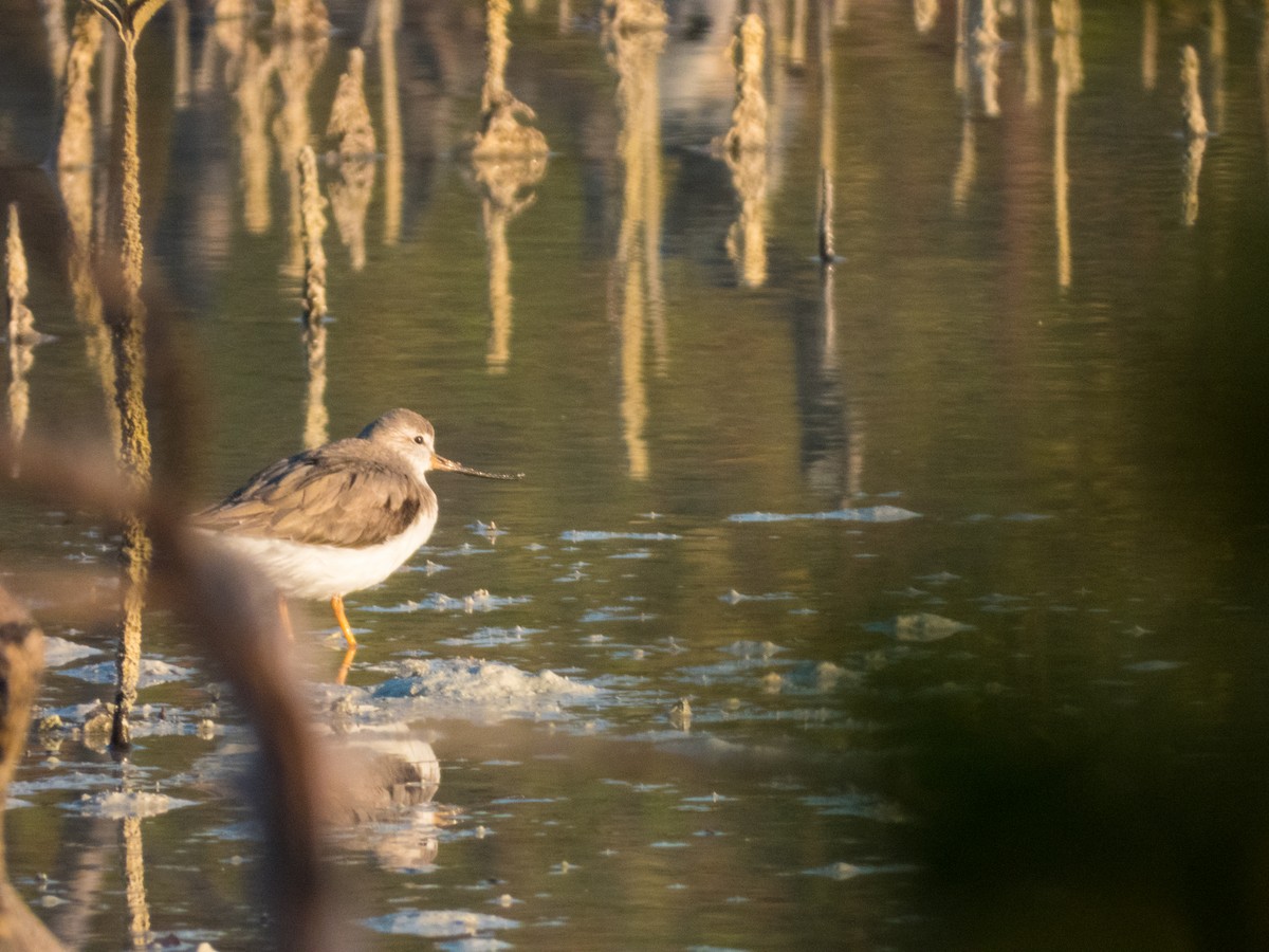 Terek Sandpiper - Jorge Juan Rueda