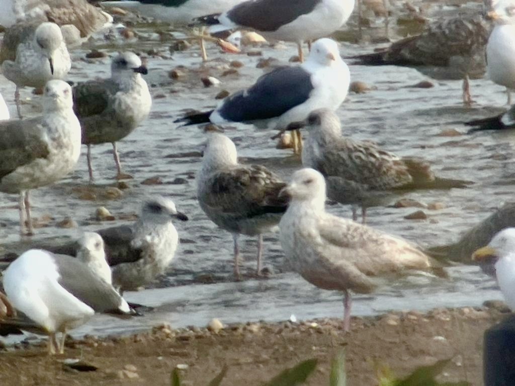 Herring Gull - Fran Montaño