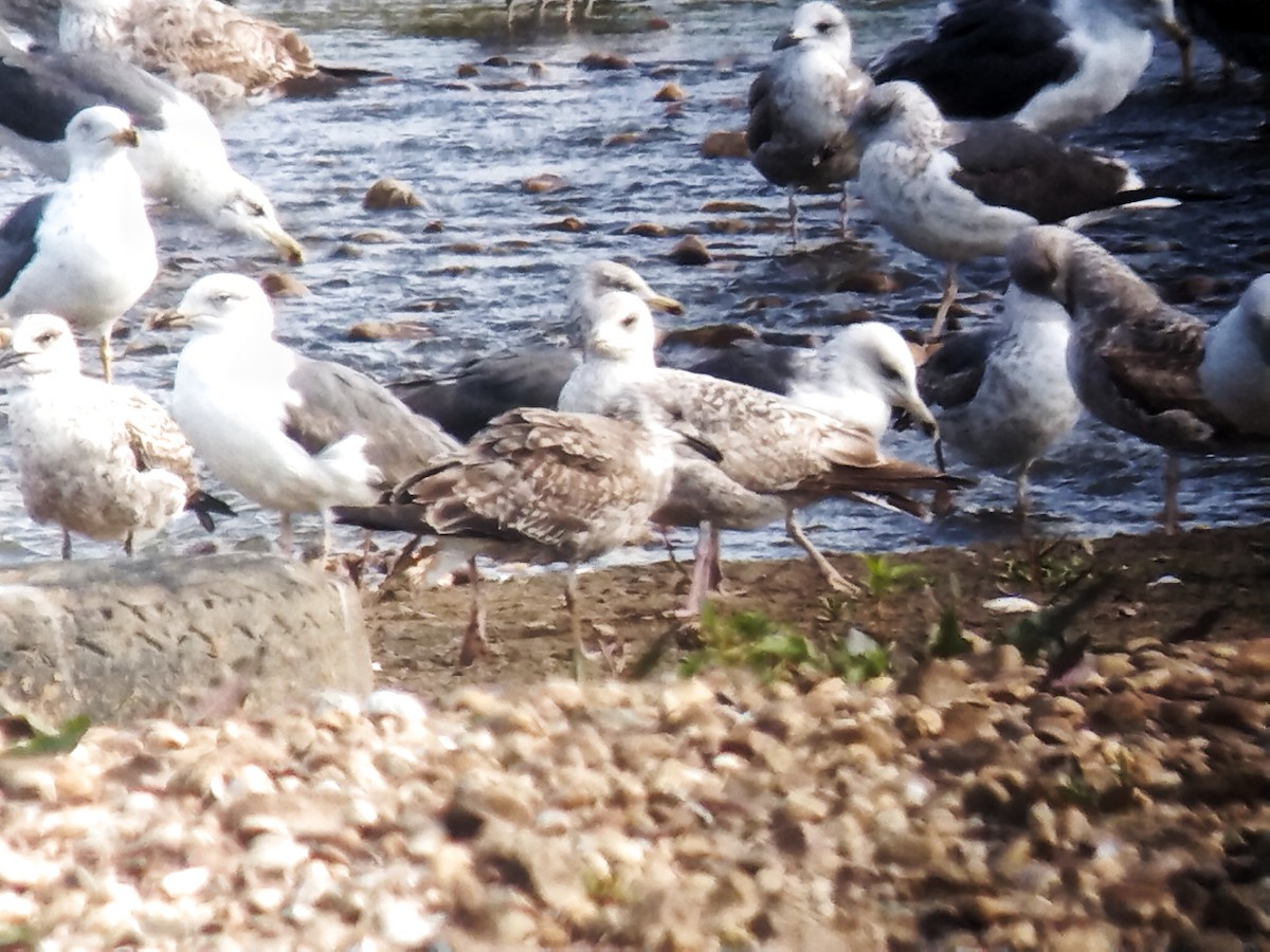 Herring Gull - Fran Montaño