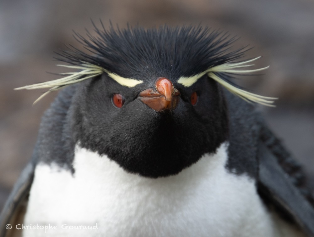 Southern Rockhopper Penguin (Western) - ML615457308