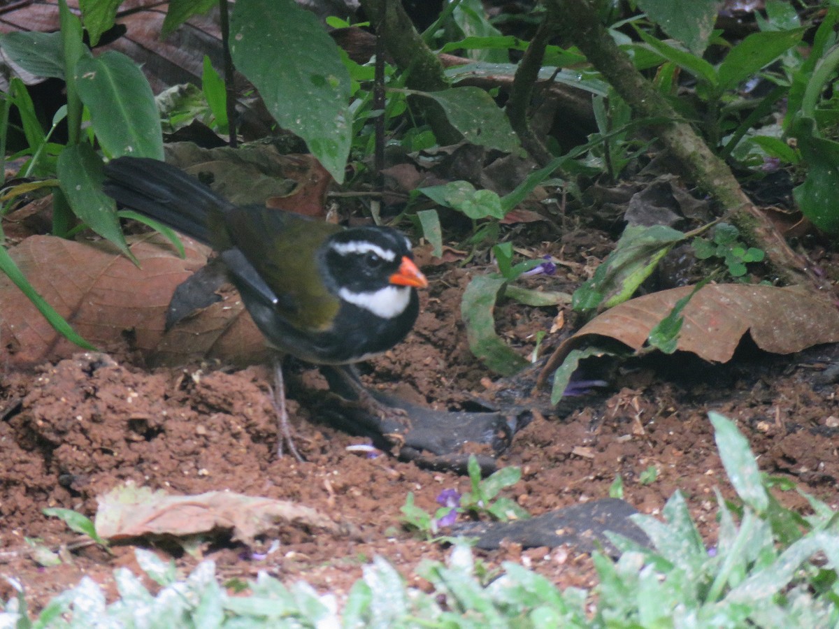 Orange-billed Sparrow - ML615457335