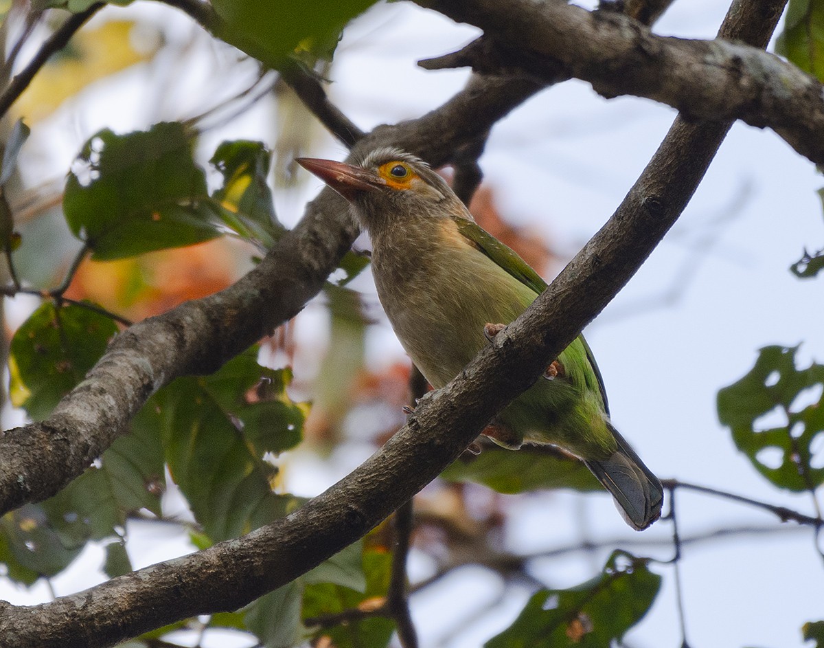 Brown-headed Barbet - ML615457361