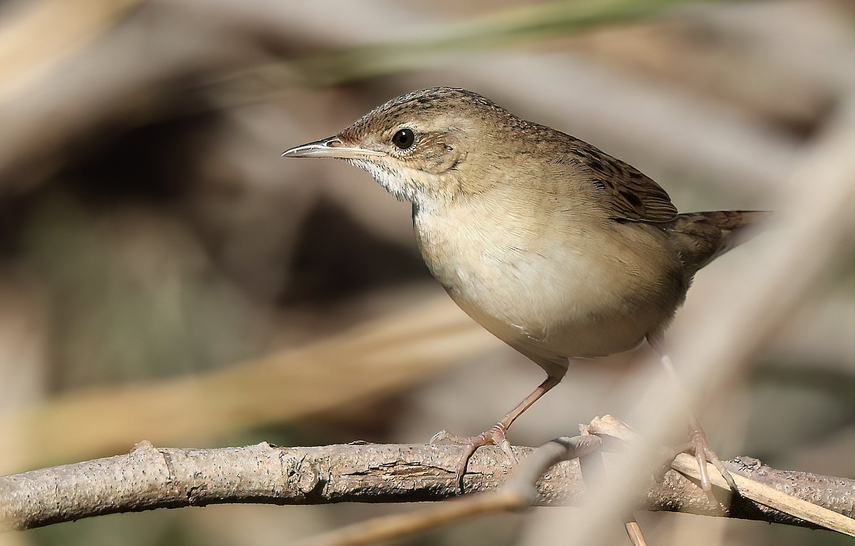 Common Grasshopper Warbler - ML615457383