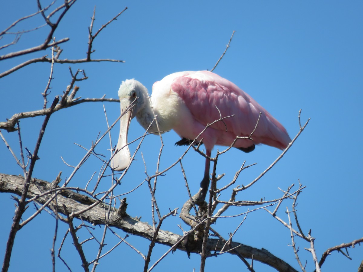 Roseate Spoonbill - ML615457408