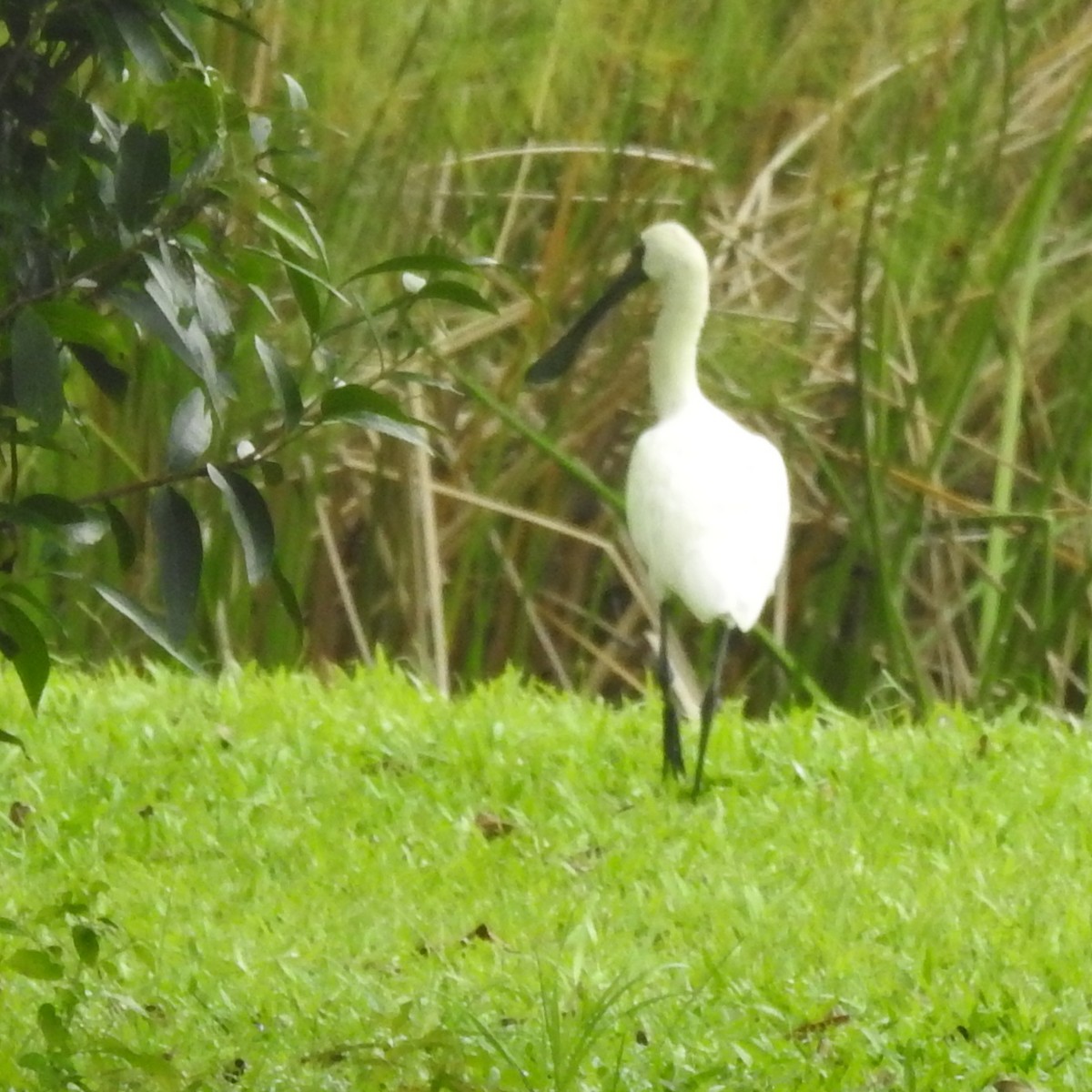 Royal Spoonbill - Hendrik Swanepoel