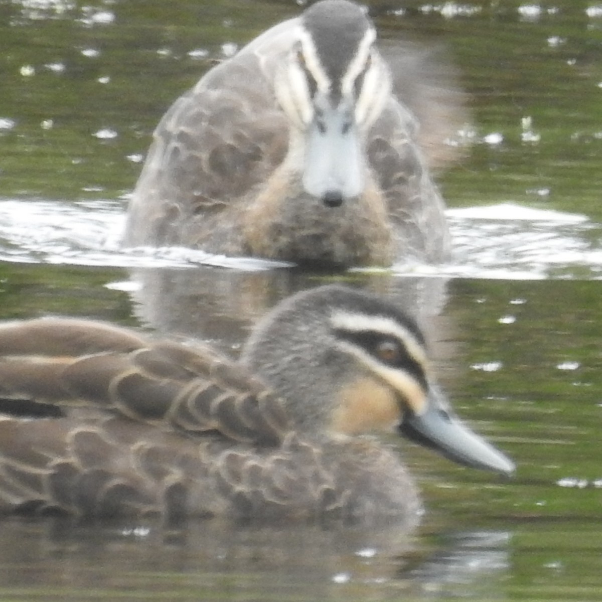 Canard à sourcils - ML615457431