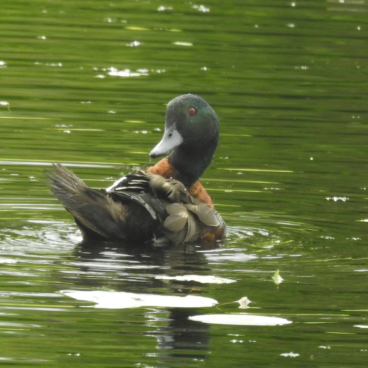 Chestnut Teal - Hendrik Swanepoel