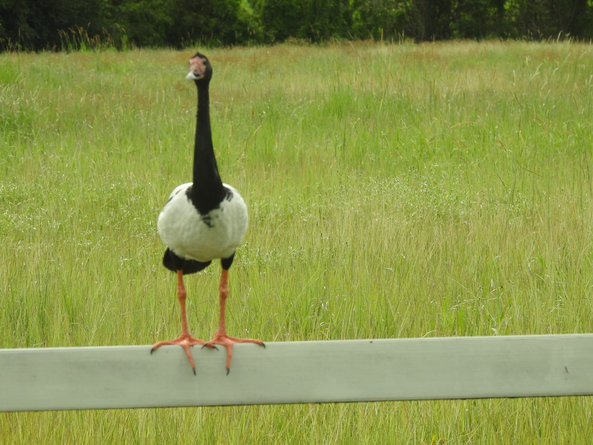 Magpie Goose - Hendrik Swanepoel
