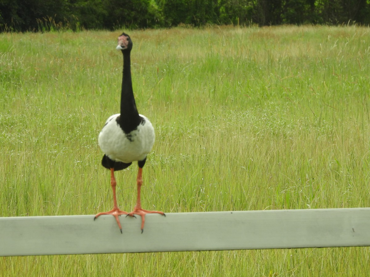 Magpie Goose - ML615457438