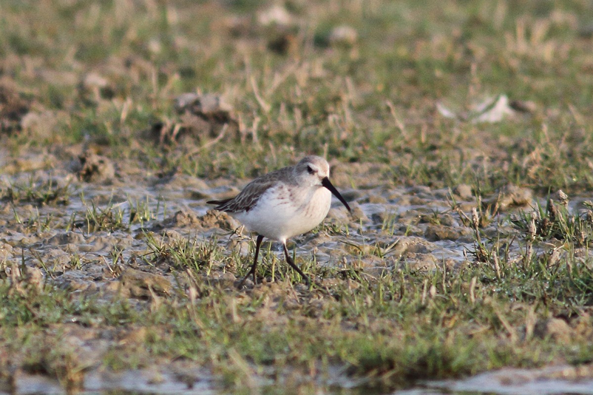 Curlew Sandpiper - VIJENDRA PRAKASH  PARMAR