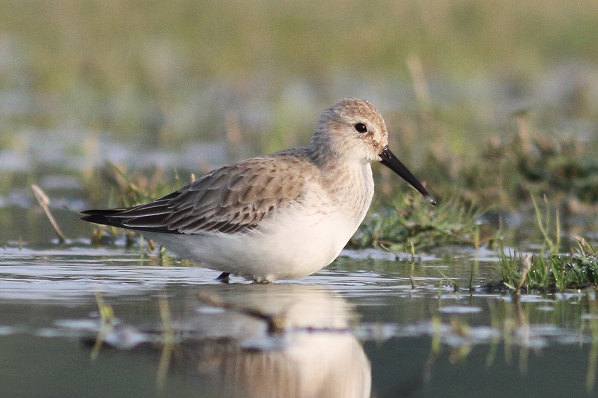 Dunlin - VIJENDRA PRAKASH  PARMAR